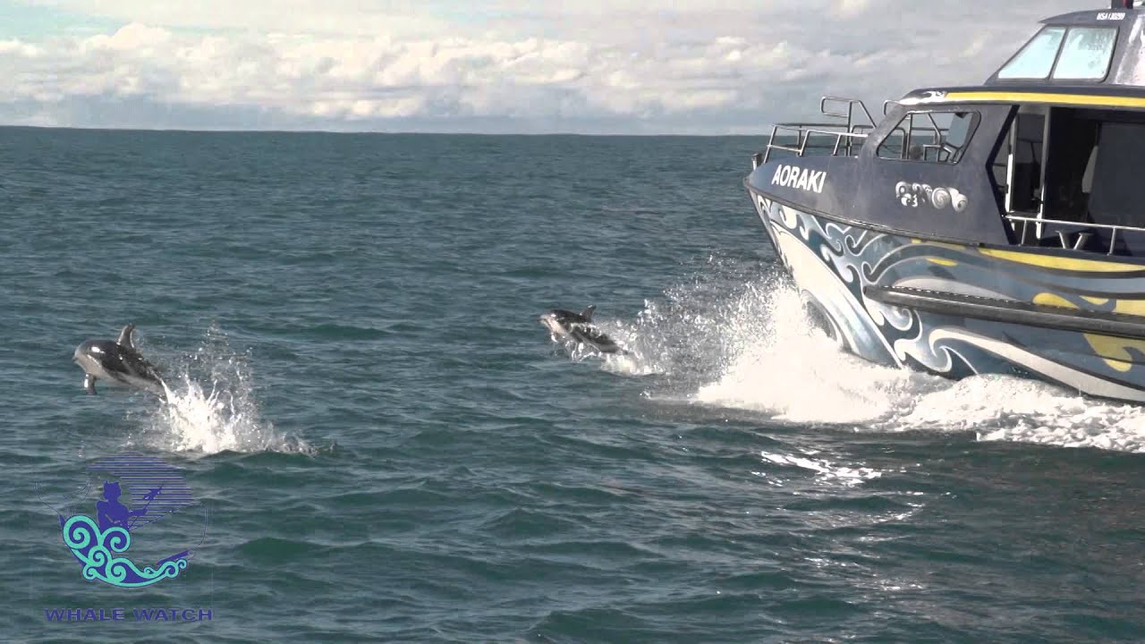 Whale Watch Kaikoura 2 Min Video Youtube