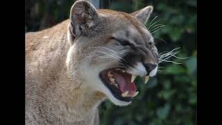 Roar - Cougars