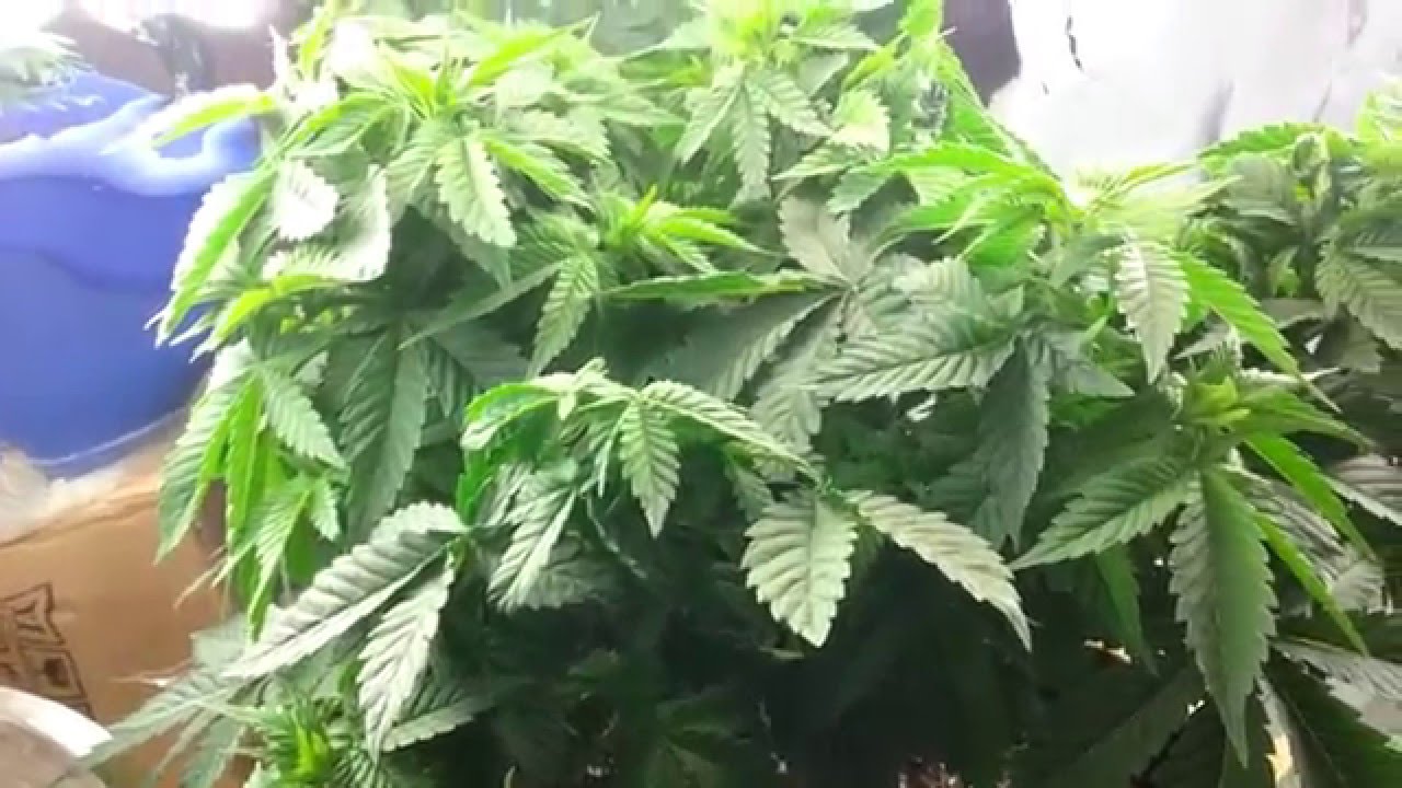 Indoor Update 1 - 560w CFL Closet Grow - Peppermint Kush & GSC