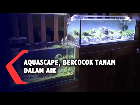 Video: Oscars dan Aquarium Plants: Bisakah Anda Memiliki Keduanya?