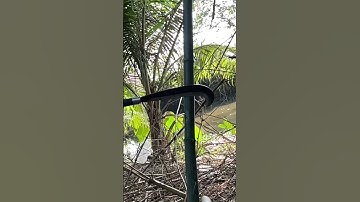 Tôi làm con dao quắm phát rẫy bằng thép lưỡi cày Nga chặt cây như chặt chuối vậy