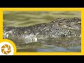 PHOTOGRAPHING a NILE CROCODILE on the CHOBE RIVER. Botswana. Wildlife Photography. Canon.