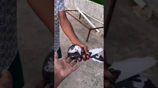 Pigeons💥Kudutthachchi🥹❤️ #birds #pigeon #pura #புரா #petscorner #தமிழ் #kabootar #love #male #vs screenshot 4