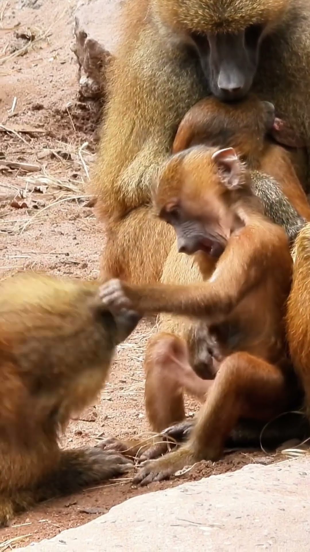 Enthusiastic Monkeys