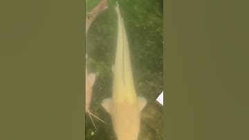 Cần Thơ Gạo Trắng Nước Trong