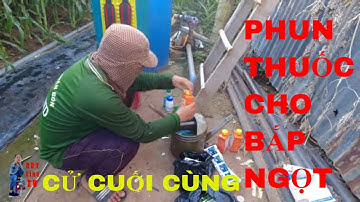 HƯỚNG DẪN PHUN THUỐC NGỪA SÂU CẮN TRÁI TRÊN BẮP NGỌT