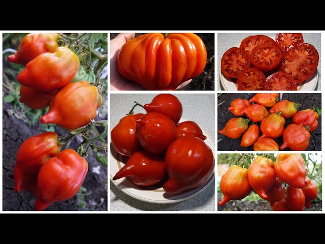 Скифея – томат с «историей»