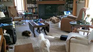 Pomeranian and American Eskimo chasing each other around table by Jaymes Grossman 34 views 11 months ago 6 seconds