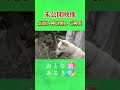 未公開～ご神犬【世界遺産の町　和歌山・かつらぎ町】五感を満たす清流と里山の恵み　#おとな旅あるき旅 #traveljapan #三田村邦彦　#上原美穂