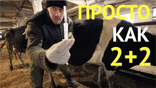 КАК САМОМУ У КОРОВЫ ОТОБРАТЬ ПРОБУ ДЛЯ АНАЛИЗА