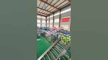 Automated Cabbage Weight Sorting Machine #foodmachine #food #vegetables #cabbage #grading #sorting