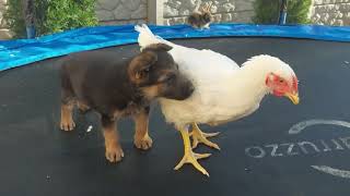 German shepherd small puppy meeting white rooster for the first time
