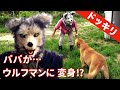 【ドッキリ】大好きなパパがウルフマンになったら犬はどう反応するか？