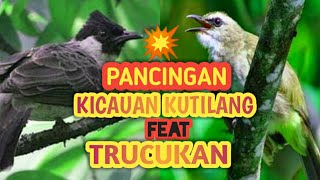 Download lagu Pancingan Suara Burung Kutilang Gacor Feat Trucukan Gacor💯 Reaksi Burung Ketika  mp3