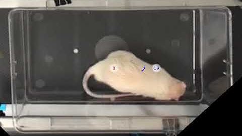 Automated detection of Circling in Rats using LABORAS