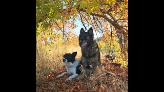 Off Leash Distance Control Introduction to our online dog training courses. by Dog Training 360 9 views 9 months ago 5 minutes, 9 seconds