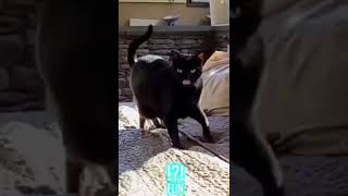 Crazy Cats in funny Videos - FUN part 18 #shorts #funny #cats #memes