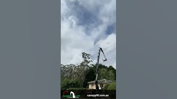 Safely Remove Tree with Crane Near Powerlines Time Lapse