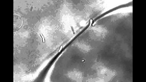 Colloidal Membranes - Bacterial Perturbations