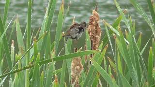 Reed Bunting in the reeds at Moors Pool Upton Warren