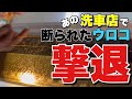 ウロコまみれのLEXUS IS300 ガラス研磨で生まれ変わる!!