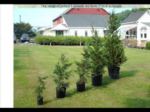 remove tree from pot before planting