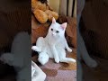 😅Почему всегда Волочкова??? #котики #смешныевидео #животные