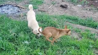 Dogs are intelligent and loyal creatures, and this makes them even more popular Net Worth