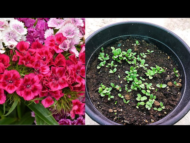 planting dill seed Bouquet Dill Seeds