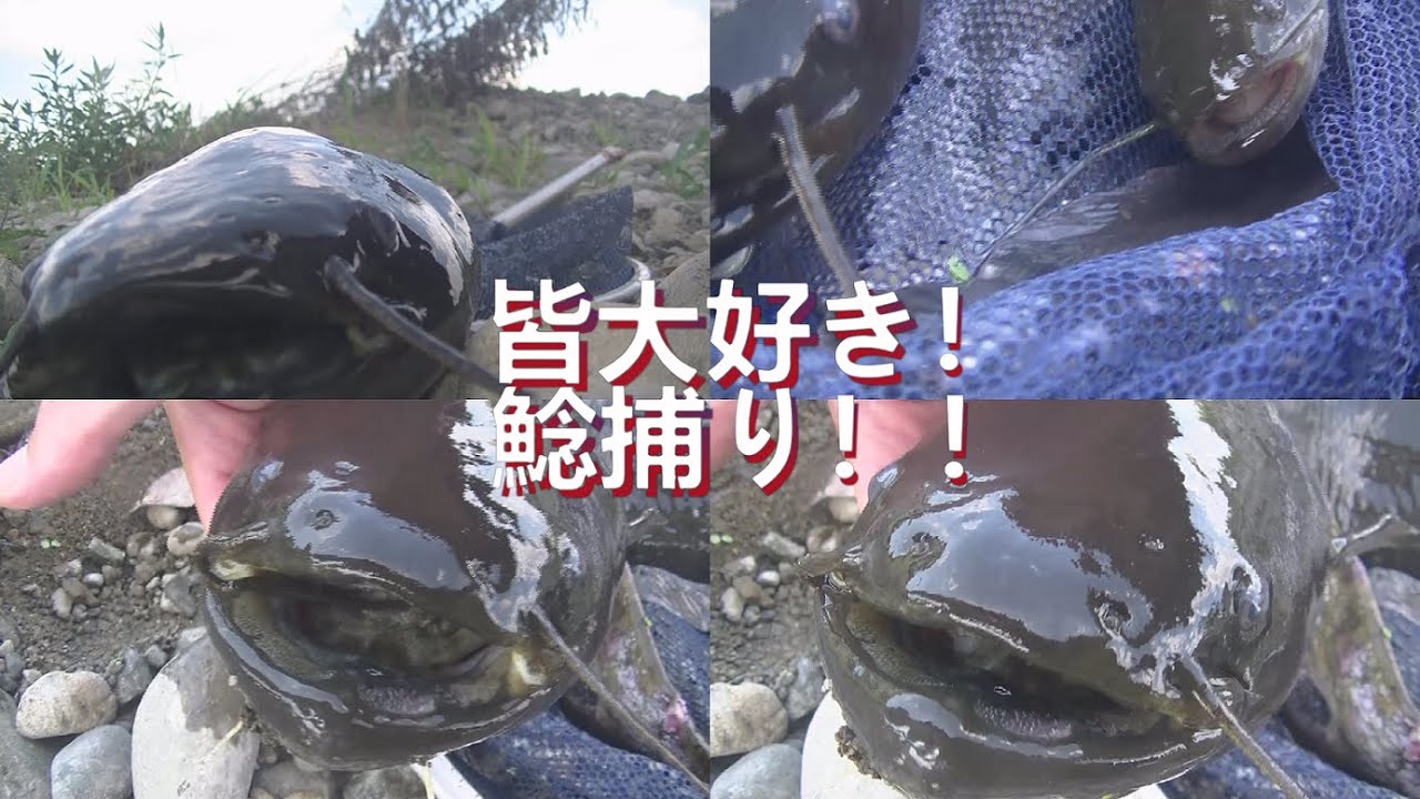 【鯰】夏休みスペシャル!皆大好き鯰の巻【ナマズ】【ガサガサ漁】【アカミミガメ】【亀】【爬虫類】 - YouTube