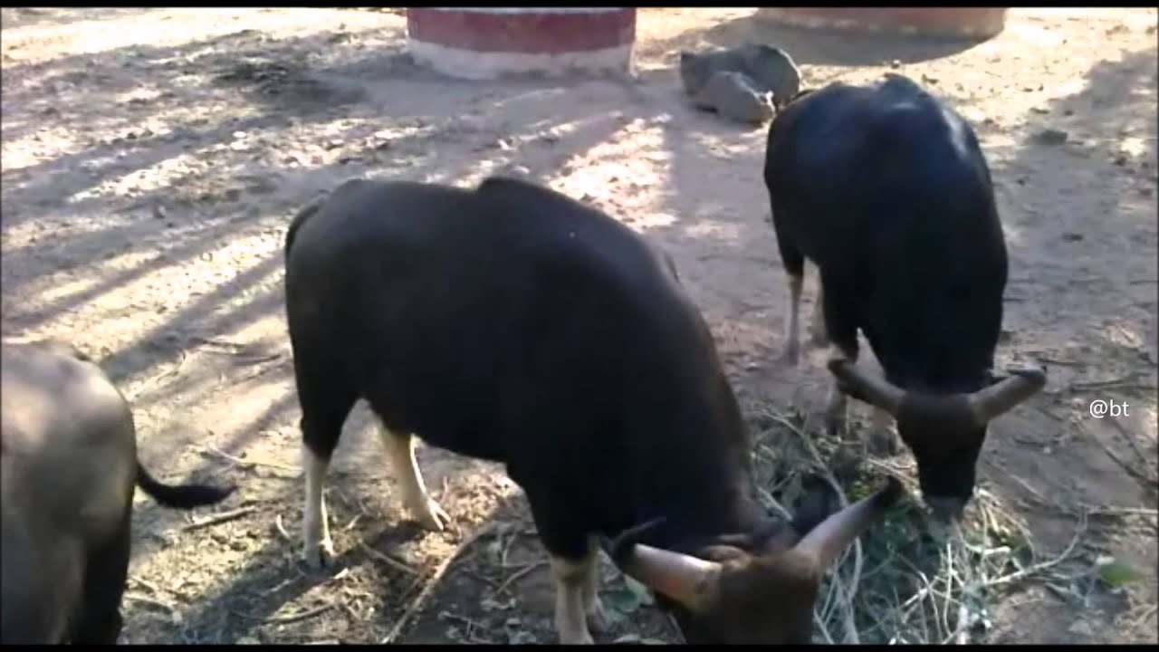 Biggest Wild Cows Dangerous Gaur of India
