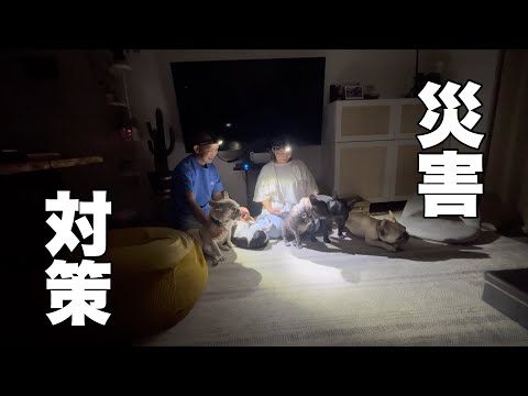 突然みんなで避難訓練!フレンチブルドック6頭飼いの災害対策は。。