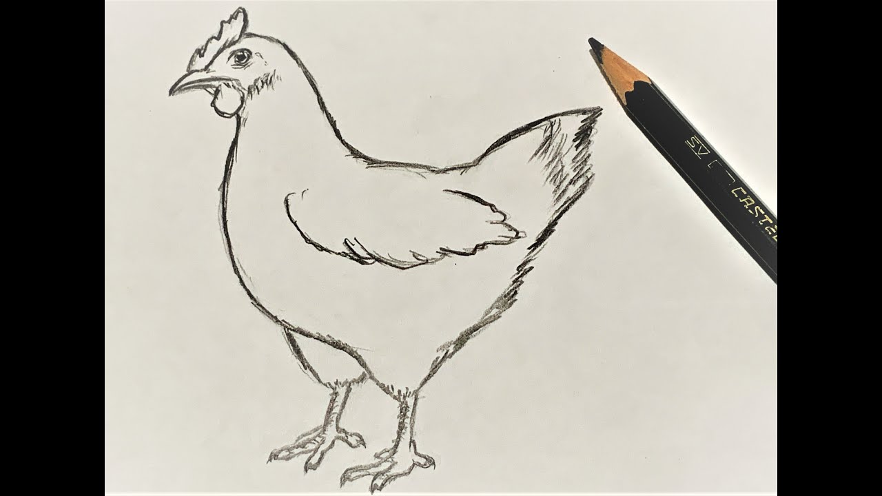 How to draw a Chicken Hen | Easy Pencil Drawing - YouTube