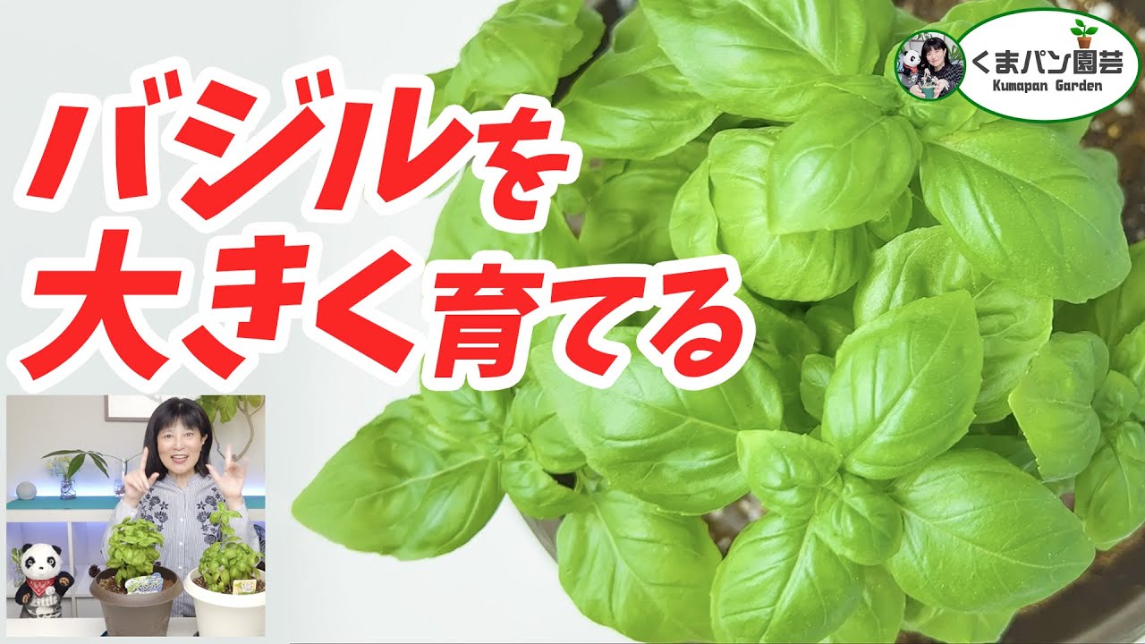 普通のバジルじゃない！？スーパーバジルで大収穫！バジルの育て方
