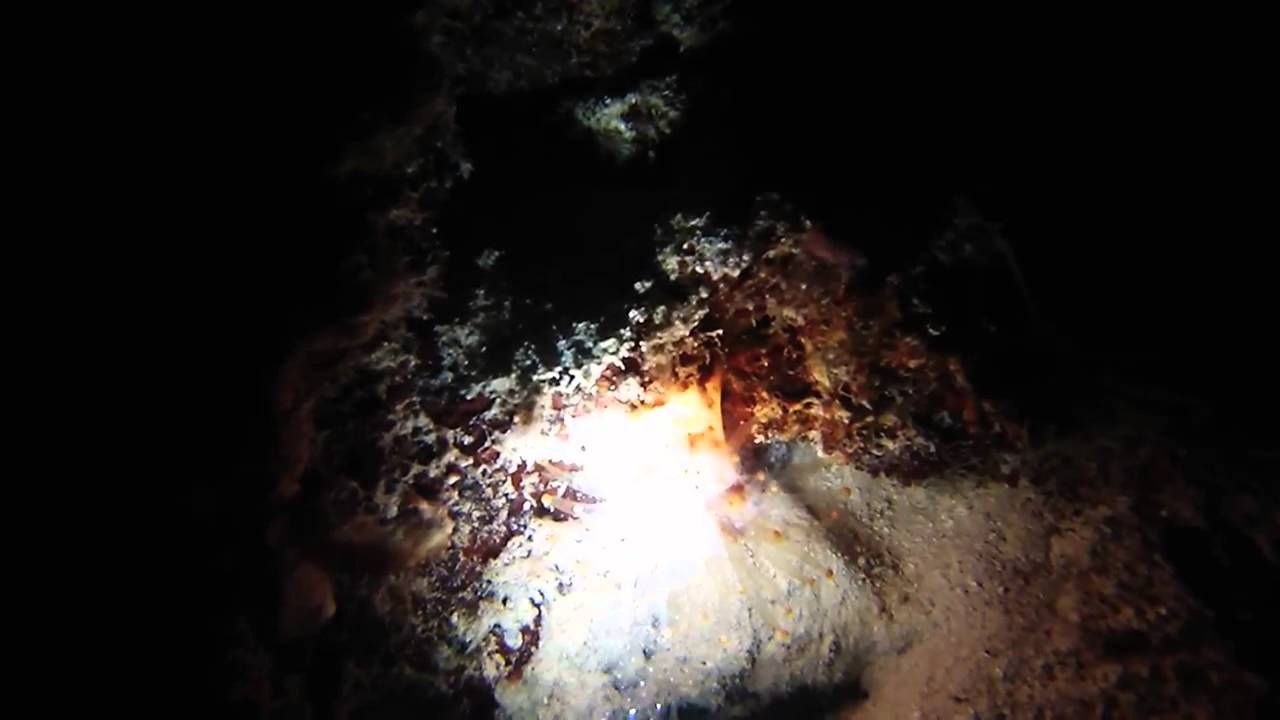 Night Dive Ambergris Caye, Belize YouTube