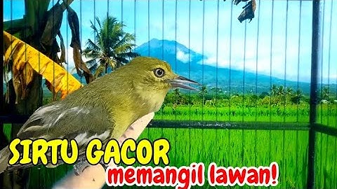 Terbukti paling Ampuh,Bikin sirtu yang tadinya diem,jadi ikut Gacor.