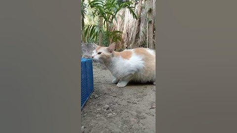 Cats observed mouse trap #trap #cat #mouse #rat