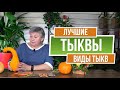 Лучшие Сорта Тыкв ✔️ Какие виды тыкв подходят для средней полосы