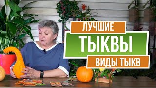 Лучшие Сорта Тыкв ✔️ Какие виды тыкв подходят для средней полосы