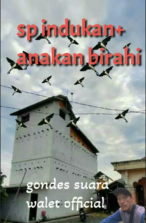 sp.walet  anakan birahi