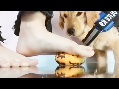 🐾Little biscuits of golden hair🐶
