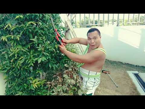 ENHANCE QUARANTINE (Covid 19 Parody) by Noelgie Abella