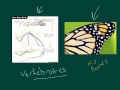 Homologous And Analogous Structures In Mammals And Their Evolutionary Significance