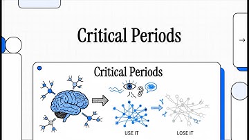 Critical Periods in Developing Neural Circuits