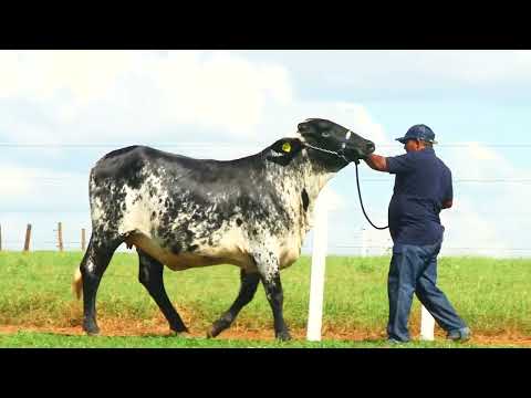 LOTE 59  OMITIDA MONTROSS FIV BOA FÉ