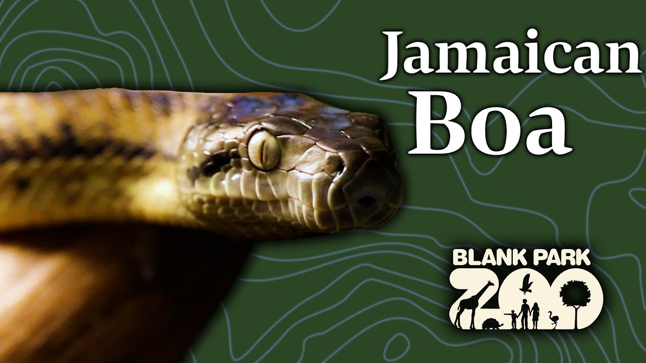 Jamaican Boa Sneak Peak  Giving Tuesday 2023 