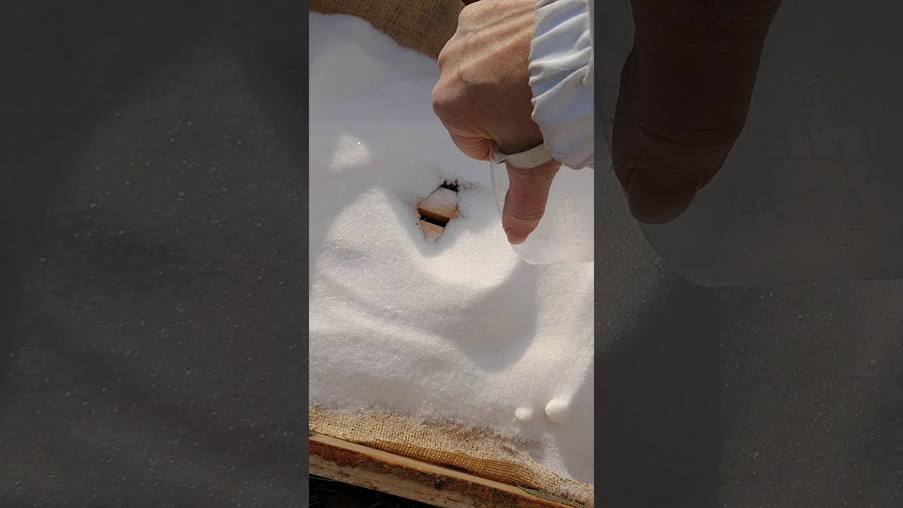 Winter Dry sugar feeding Mountain camp rim