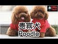 狗狗特辑 EP 2 贵宾犬 Poodle | 【要注意不可以吃的食物】| 造型多变 I Love Poodle