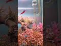 [ASMR] Numerous photosynthetic water droplets, red aquatic plants, red zone, 4K, 30MIN