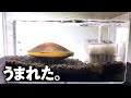 タナゴ｜ドブ貝の中から生まれた。